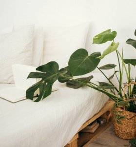 Vastu plants for your house