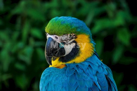 Adorable animals photo pack